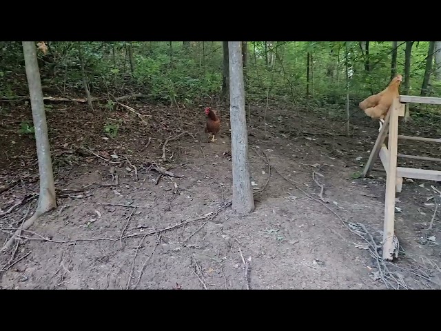 Judge.me YouTube video placeholder