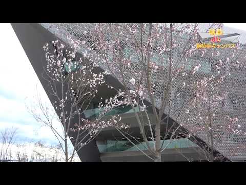 【動画de総持寺キャンパス】28_SAKURA WALK（追手門学院大学）