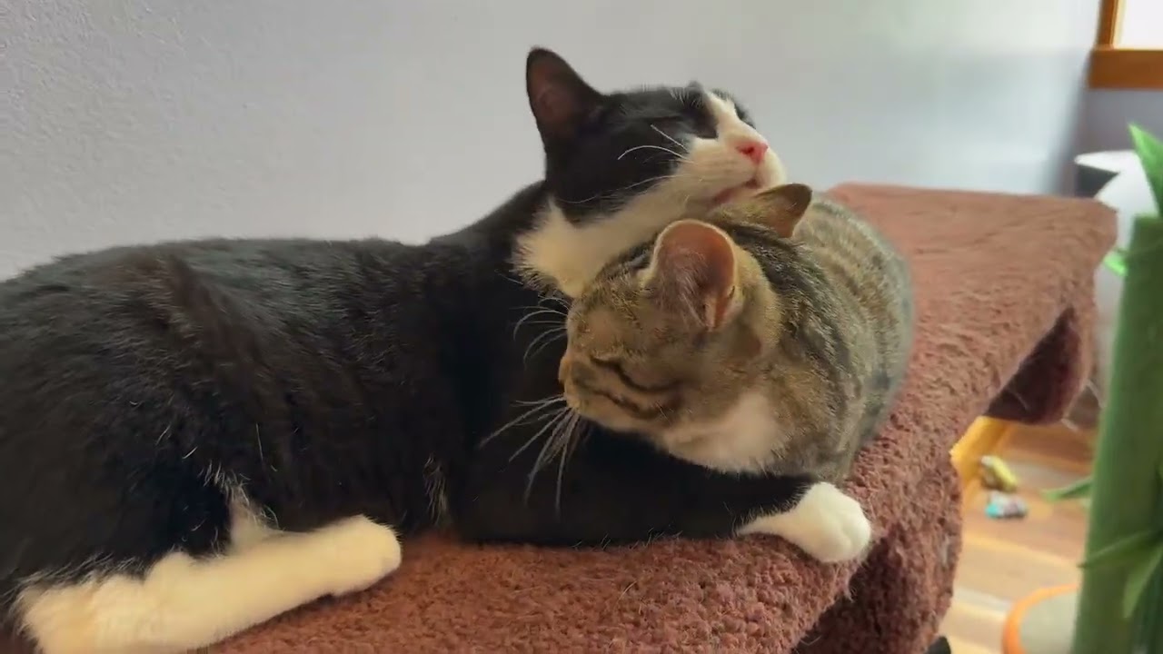 Enlarge Snoopy & Woodstock (café) , a ADOPTABLE Domestic Short Hair in West Lafayette, IN video 4/4