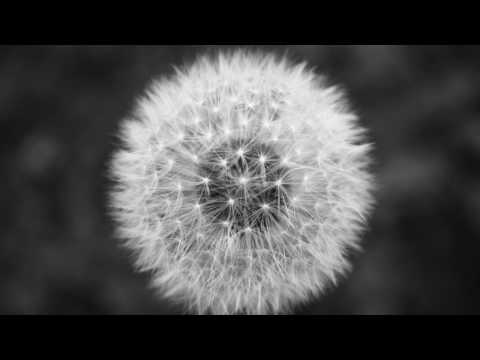 Minimalist Wallpaper Video