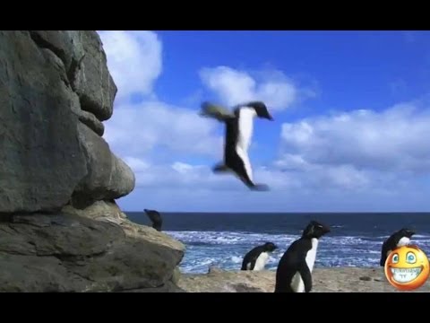 ULTIMATE FUNNY FAIL COMPILATION PENGUIN JANUARY 2014