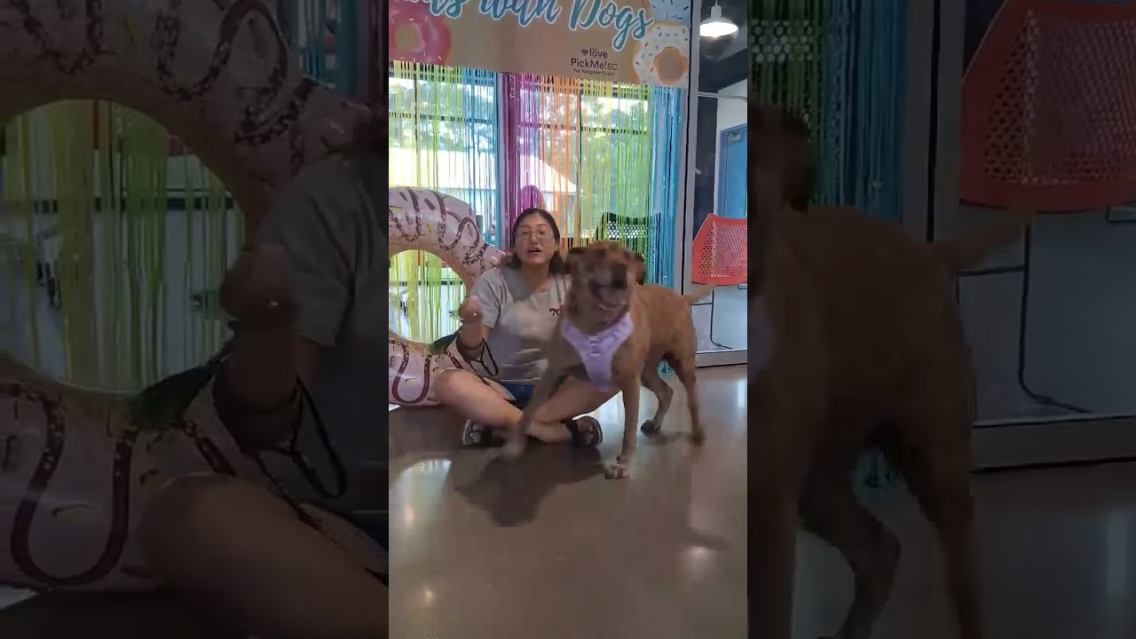 Enlarge Ruby / Judy, a Adoptable mixed breed in Hartsville, SC video 6/6