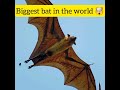 World's biggest bat 🤯 | the giant golden crowned flying fox | #shorts #viral #facts #animal