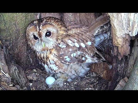 When Tawny Owls Lay Eggs - Incubation Story | Bonnie & Ozzy | Robert E Fuller