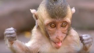 The Monkees – Hey Hey We’re The Monkees – Mischievous Macaque Monkeys