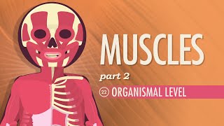 Muscles, part 2 - Organismal Level: Crash Course A&P #22