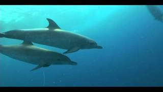 preview picture of video 'Dolphin Dive, Mahahual Mexico'