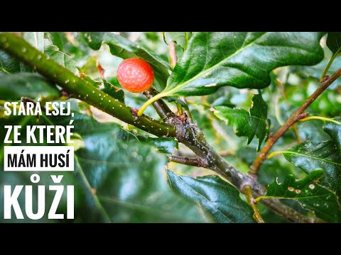 Vlog 72 • Kam vedou naše kroky