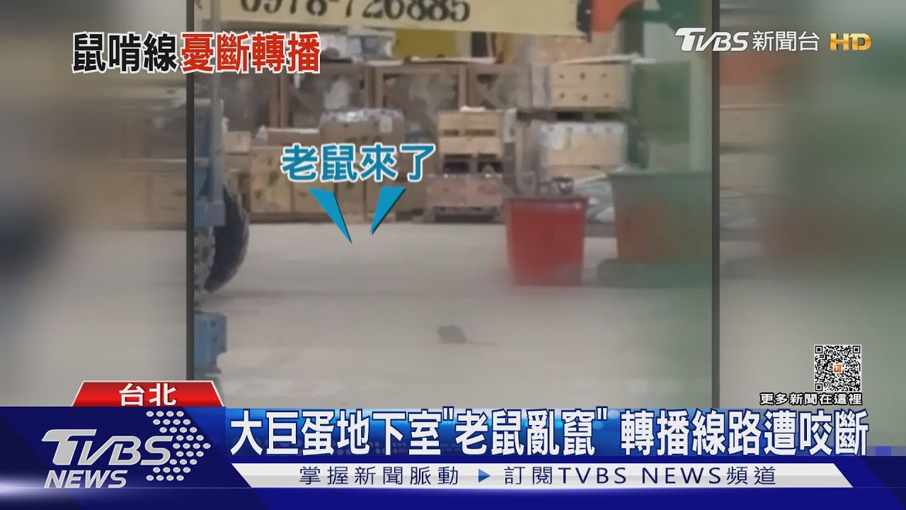 大巨蛋地下室「老鼠亂竄」 轉播線路遭咬斷