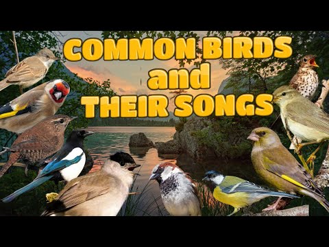 🦜 10 COMMON BIRDS and THEIR SONGS for BEGINNERS 🦜 songs of birds