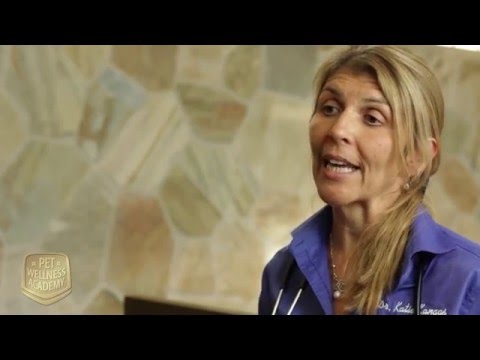 Are fish-based dry food safe for my pet?