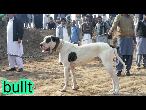 Top bully dogs bullt & raju | pakistani champion bully dogs | sial daily vlog | famous bully