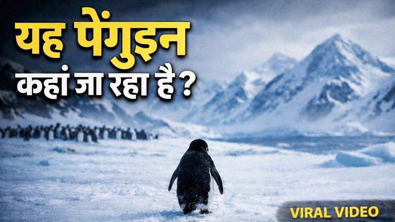 Where Is This Penguin Going? | Viral Penguin Video Explained