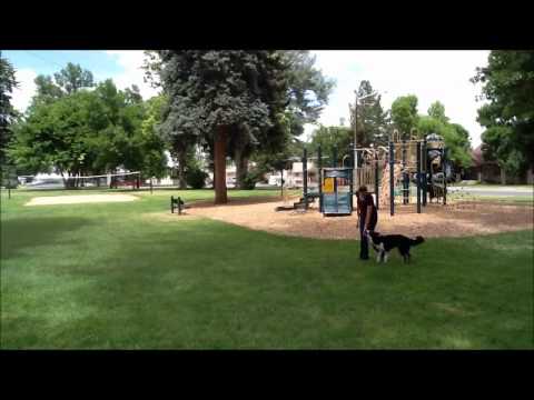 Idgie the Super Dog - Total Focus, Off-Leash and Outside!