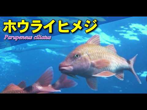 ホウライヒメジ