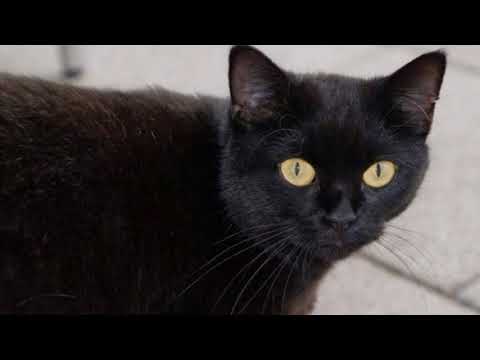 Why are black cats considered unlucky?