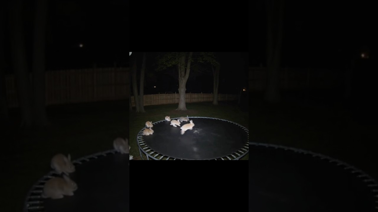 Ai bunnies jump on trampoline #shorts