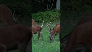 Group of stags
