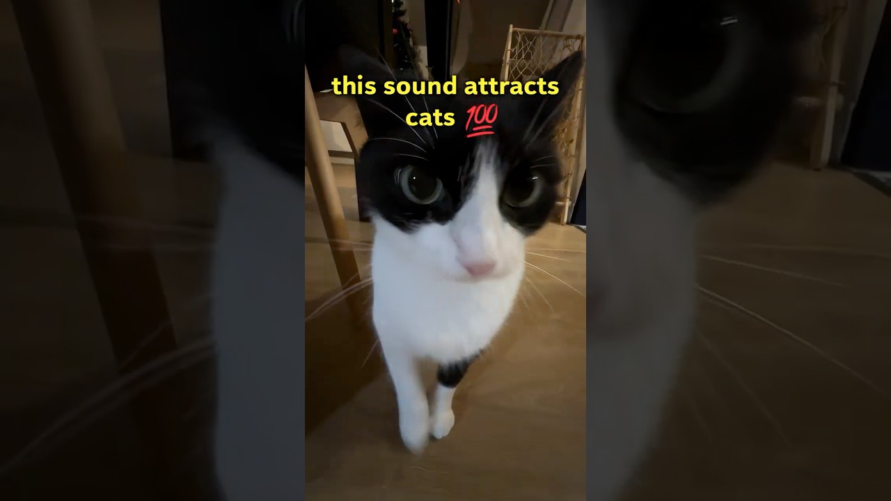 THIS SOUND ATTRACTS CATS 💯