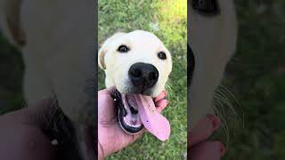 Video preview image #1 Labrador Retriever Puppy For Sale in OSYKA, MS, USA