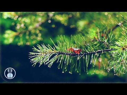 Sommerwaldgeräusche nach Regen 🌲 Morgenstimmung und Vogelgezwitscher zum Schlafen, Entspannen