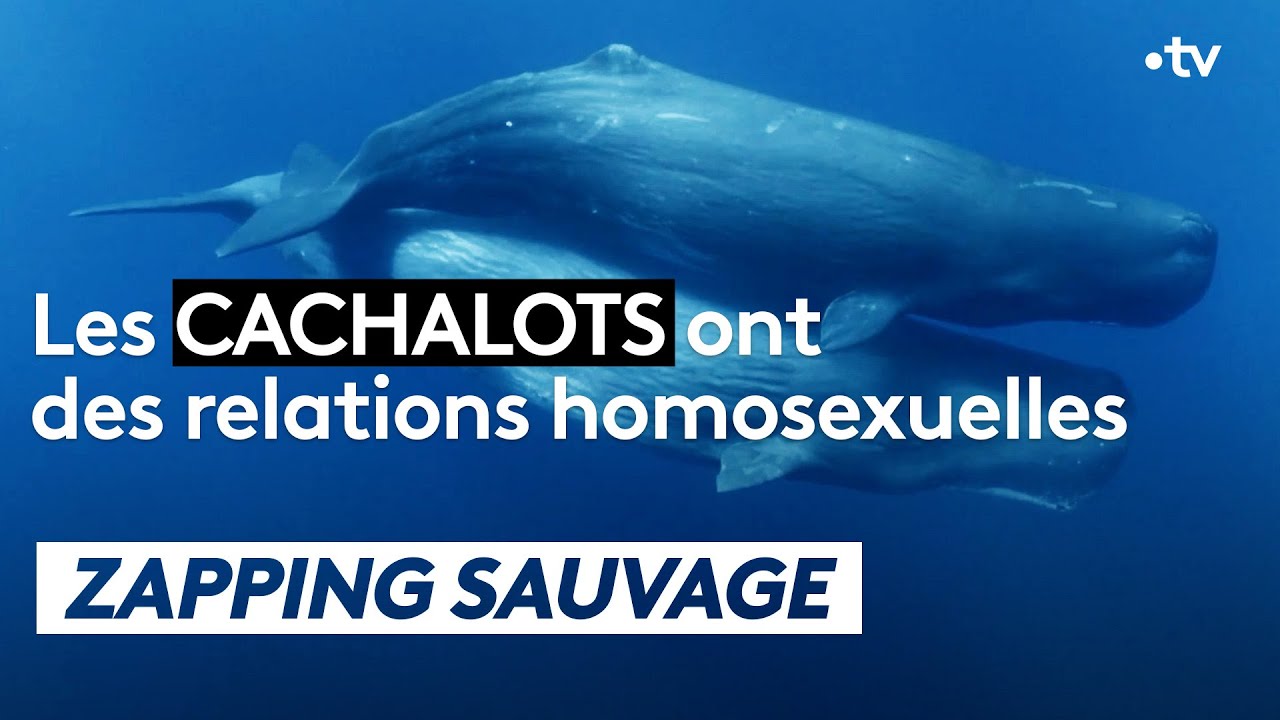 Les cachalots ont des relations homosexuelles - ZAPPING SAUVAGE