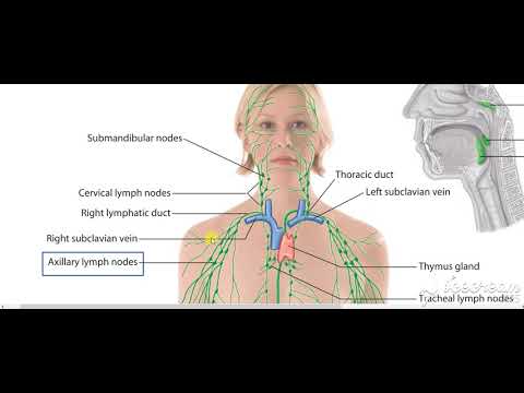 Axillary lymph nodes 4