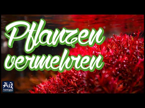 Pflanzen richtig beschneiden & Geld sparen | AquaOwner