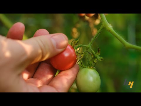 Brightgrove | client testimonial