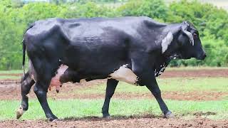 LOTE 4 - AMANHECIDA FIV JEDI LARANJEIRA (7264-BM)