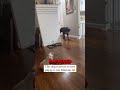 A New Roommate!🥰❤️ #dog #dogs #cute #cutedogs #dogshorts #dogshort