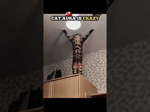😼 CAT AURA IS CRAZY! 🔥🐾