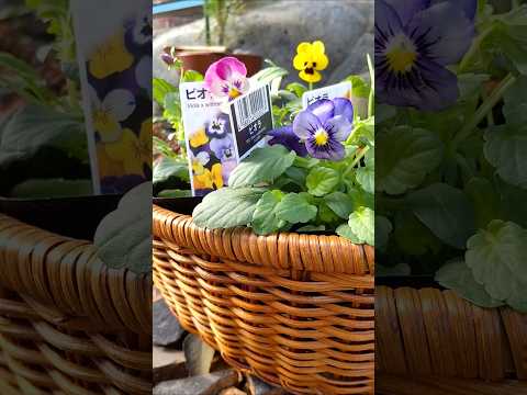 苗をケラコオロギから守る方法 なぜ土壌に有機物が豊富な肥料が存在するのか