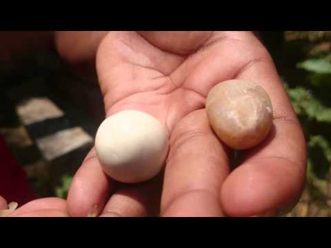 gajamuthu or elephant pearl