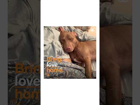 Youtube Video Embed