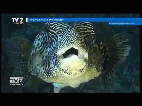 Tv7 con Voi del 14/1/2016 - Torniamo a Komodo (2 di 3)