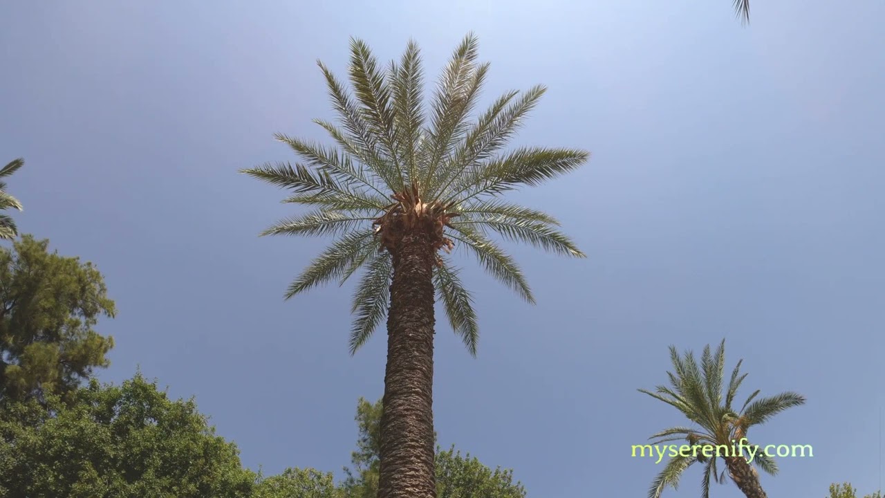 Explore the Best Live Meditation Apps for Mindfulness, live meditation app