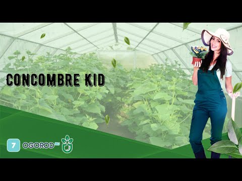 , title : 'Concombre Kid'