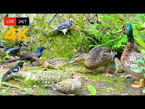 🔴 24/7 LIVE: Cat TV 😺  Chipmunks, Squirrels and Birds in the Forest 🐿️ Cat Games