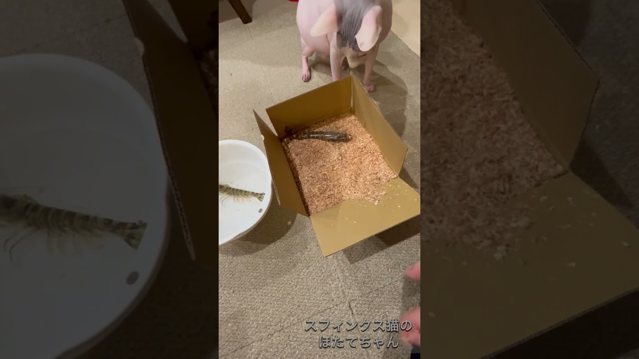 新鮮なエビが届いたので、スフィンクスほたてにも開封作業立ち会ってもらいました