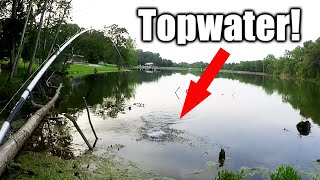 The Best Day of Bass Fishing with TOPWATER (Part 1)