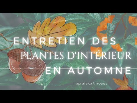 , title : 'Entretien des plantes d'intérieur en Automne 🍁🪴'