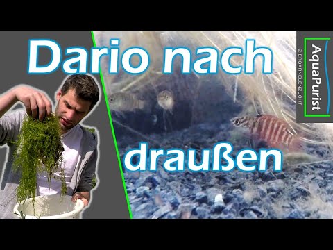 Dario sp. Black Tiger dürfen raus!