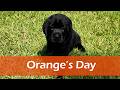 Labrador Retriever dogs for sale: Orange - AKC English Lab - Video 1