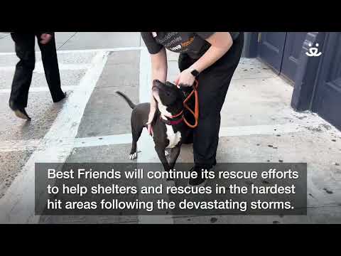 Helping 30 dogs and cats affected by Hurricane Milton
