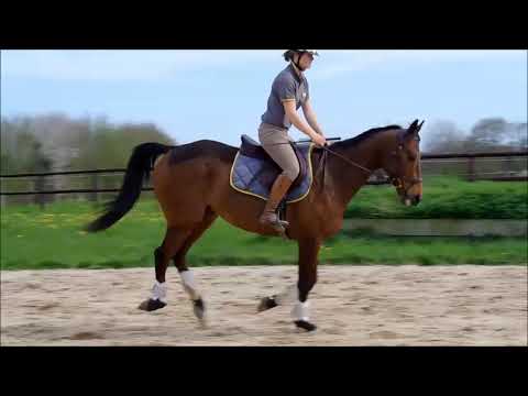 Deal des Mottes - Hongre AQPS - Né en 2013 - Par Sunday Break & Lasix des Mottes (Rifapour)