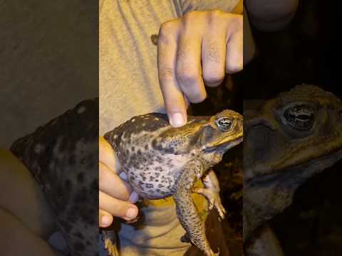 Sapo cururu, Tem veneno? Cega?