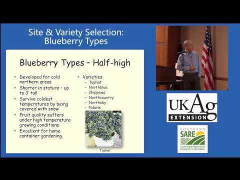 download lagu mp3 mp4 Types Of Blueberry Plants, download lagu Types Of Blueberry Plants gratis, unduh video klip Types Of Blueberry Plants