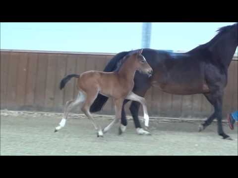 *2017 Stutfohlen von Le Vivaldi - His Highness - Landadel  SOLD!!!