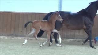 Video koně High Light AWK